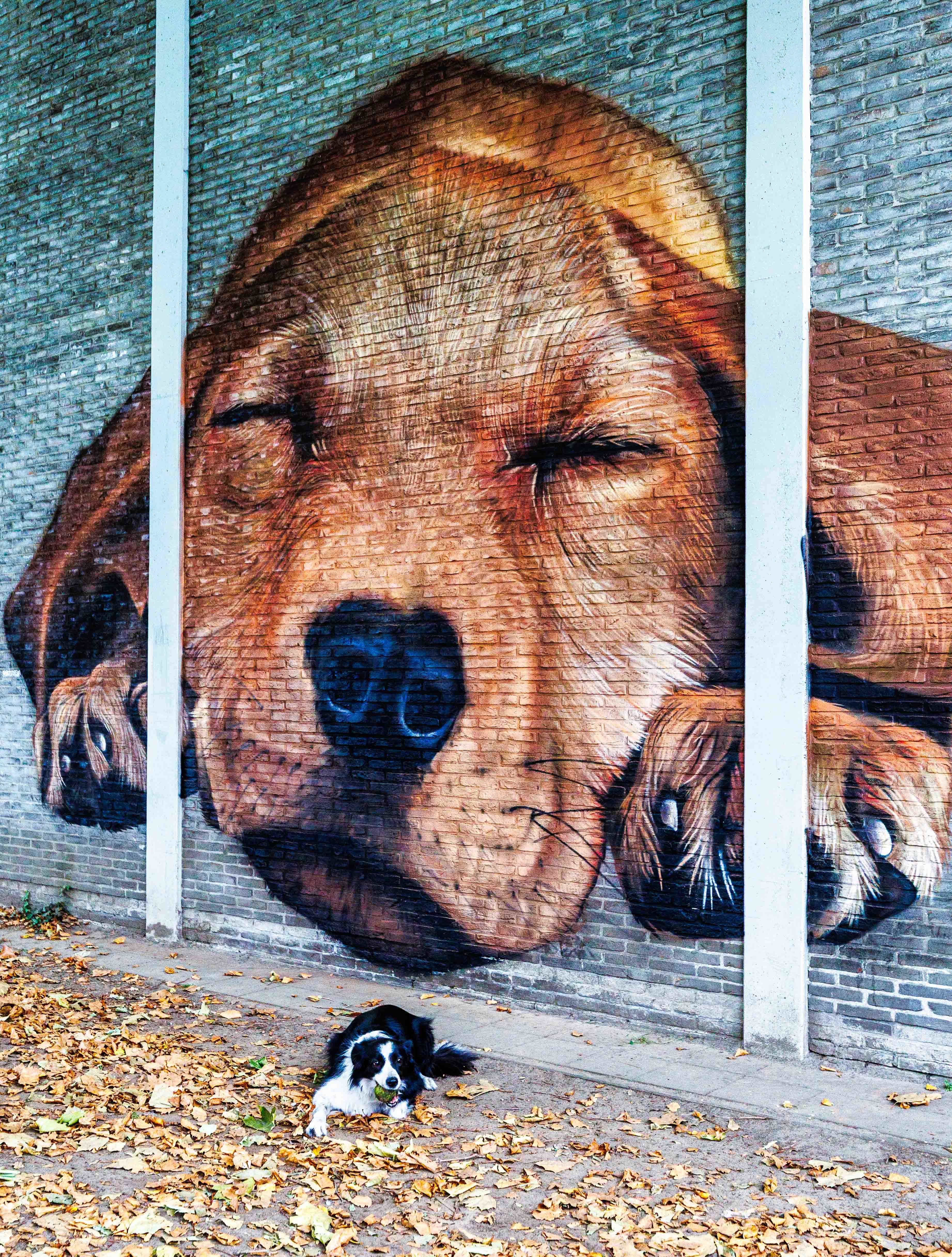 De hond van SMOK (Bart Boudewijns) bij het kunstwerk aan de Sporthal van het Luitenant Naeyaertplein.
